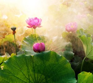 Thérapie psycho-corporelle avec jardin de lotus en floraison